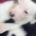 Unique Border Collie Puppy
