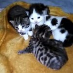 8 week old kitten only white and black one left
