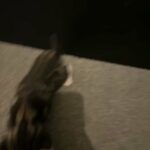beautiful tabby bengal mix kittens