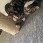 fluffy begal tabby mix kittens?