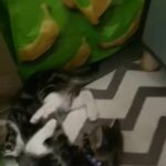 tabby/bengal kittens