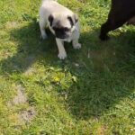 pug female for sale