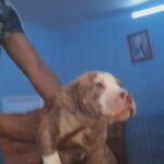 ultimate mix!! cane corso x neapolitan mastiff x alpahablue blood bull dog x staffy