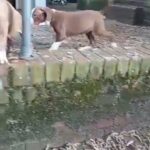cane corso x alpha blue blood bulldog x staffy