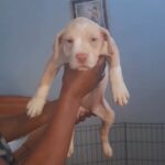 ultimate mix !!! cane corso x neapolitan mastiff x alpaha blue blood bulldog x staffy