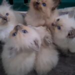 pedigree ragdoll kittens