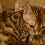 Bengal kittens