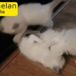 ragdoll kittens
