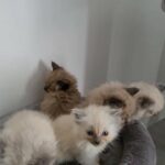 pedigree ragdoll kittens