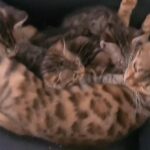 Bengal kittens