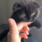 Scottish fold Girl available