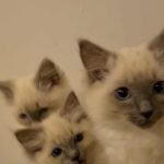 Beautiful Ragdoll kittens