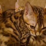 Pedigree Bengal kittens