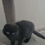 pedigree Scottish fold female kitten