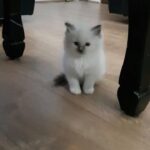 pedigree ragdoll kittens ready to leave go now