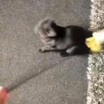 British shorthair Cross
