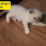 pedigree ragdoll kittens ?
