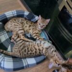 pedigree Bengal kittens