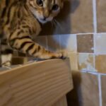 pedigree bengal kittens ? ♥