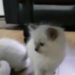 Beautiful Ragdoll kittens