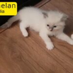Ragdoll kittens