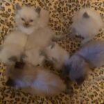 Pedigree ragdoll kittens