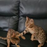 pedigree bengal 4 months old female available