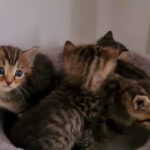 Bengal kittens