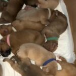 11 puppies awaiting their forever homes