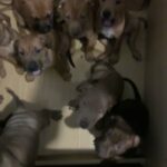 American xl bully puppies