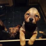 rottweiler x akita x mastiff pups