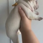 ❤️ Kc Platinum Frenchie Fluffy carrier ready to leave ❤️