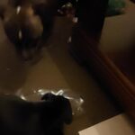 black staffie pups kc registered