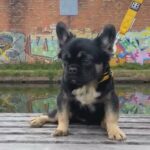 L1/L4 Full Visual Fluffy French bulldog STUD