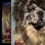 Merle Chow Chow Studs