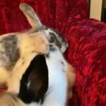 Gorgeous Pair Of Mini Lion Lop Bunnies