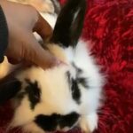 Gorgeous Mini Lion Lop Male *fully Vaccinated *