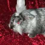 Gorgeous Mix Grey Mini Lion Lop 5months