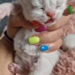 Amazing little silver chinchilla babies for sale
