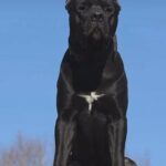 Health Tested Cane Corso Stud