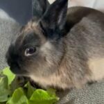 Fabulous Netherland Dwarf Bunny