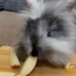 Gorgeous Mini Lion Lop Male