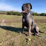Cane Corso For Stud 300 & Pup Back Deals