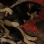 8 week old husky pup for sale