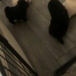 Chow Chow Puppies 8 Weeks Old/ Dwkc