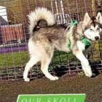 stud alaskan malamute