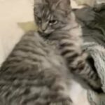 FREE MAINE COON KITTEN TO LOVING HOME