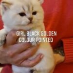 Tica registered  britishshorthair kitten , Champion line 🥰