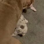 3 Boys Left. Amazing English Bulldogs in London