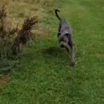 cane corso (PLEASE READ DESCRIPTION) in Sheffield